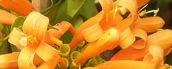 Care of the climbing plant Pyrostegia venusta or Flame vine.