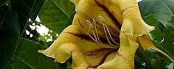 Cuidados de la planta trepadora Solandra maxima, Trompetas o Copa de oro.