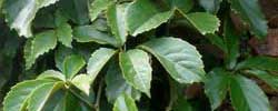 Cuidados de la planta trepadora Tetrastigma voinierianum o Tetrastigma.