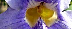 Care of the climbing plant Thunbergia grandiflora or Blue trumpet vine.