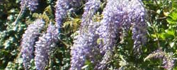 Care of the plant Wisteria floribunda or Japanese wisteria.