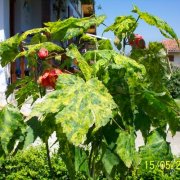 Abutilon variegata