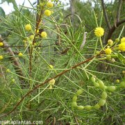 Acacia tetragonophylla