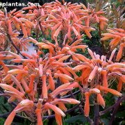 Aloe striata híbrido