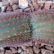 Aloe suprafoliata