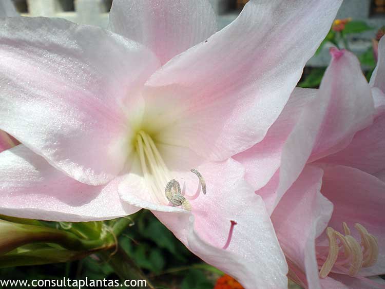 Amaryllis belladonna, Amarilis o Azucena rosa | Cuidados
