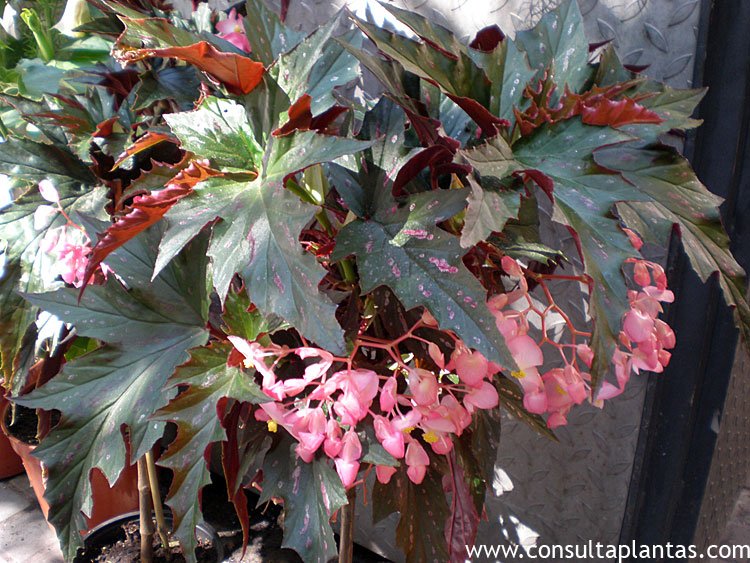 Begonia corallina or Begonia tamaya | Care and Growing