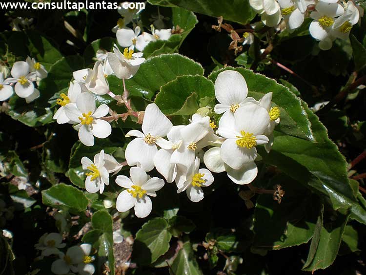 Begonia semperflorens or Wax Begonia | Care and Growing