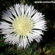 Centaurea cachinalensis