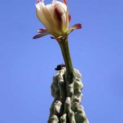 Cereus hidmannianus