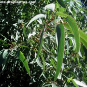Corymbia eximia