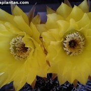 Echinopsis aurea