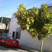 Erythrina variegata