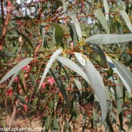 Eucalyptus diversifolia
