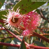 Eucalyptus torquata
