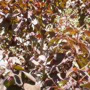 Euphorbia cotinifolia