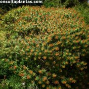 Euphorbia dendroides