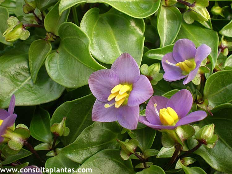 Exacum affine o Violeta persa | Cuidados