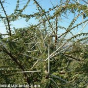 Acacia tortilis
