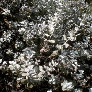 Leucophyllum ambiguum