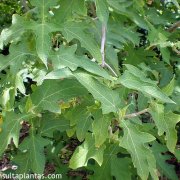 Montanoa heracleifolia
