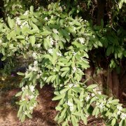Gymnosporia buxifolia