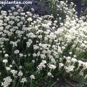 Helichrysum teretifolium