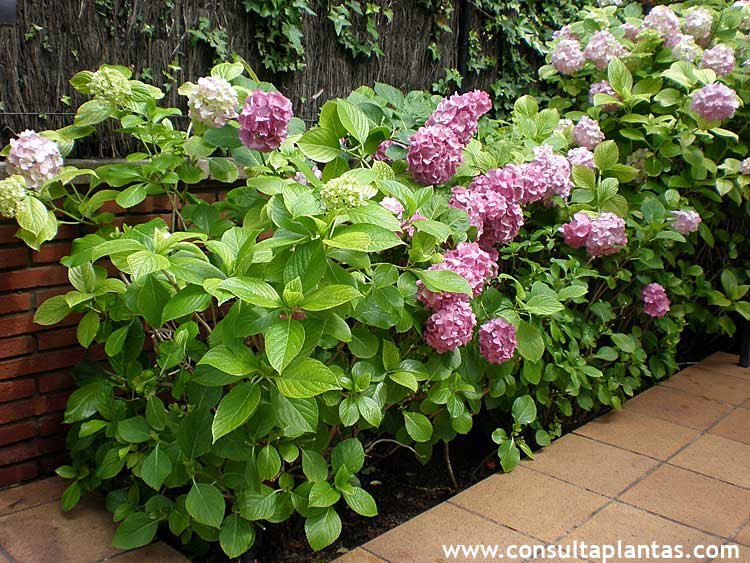 Hydrangea macrophylla or Hortensia | Care and Growing
