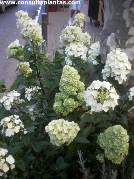 Hydrangea paniculata u Hortensia paniculata | Cuidados