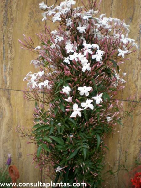 Jasminum polyanthum o Jazmín de China | Cuidados