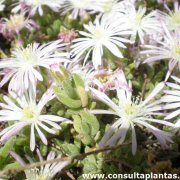 Lampranthus spectabilis