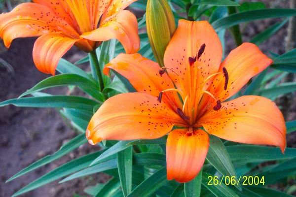 Lilium bulbiferum or Orange lily | Care and Growing