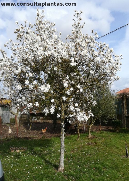 Magnolia stellata o Magnolia estrellada | Cuidados