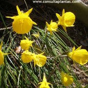 Narcissus fernandessi