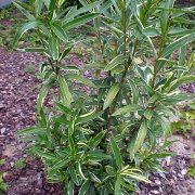 Nerium oleander variegata
