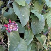 Passiflora x decaisneana