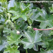 Pelargonium peltatum