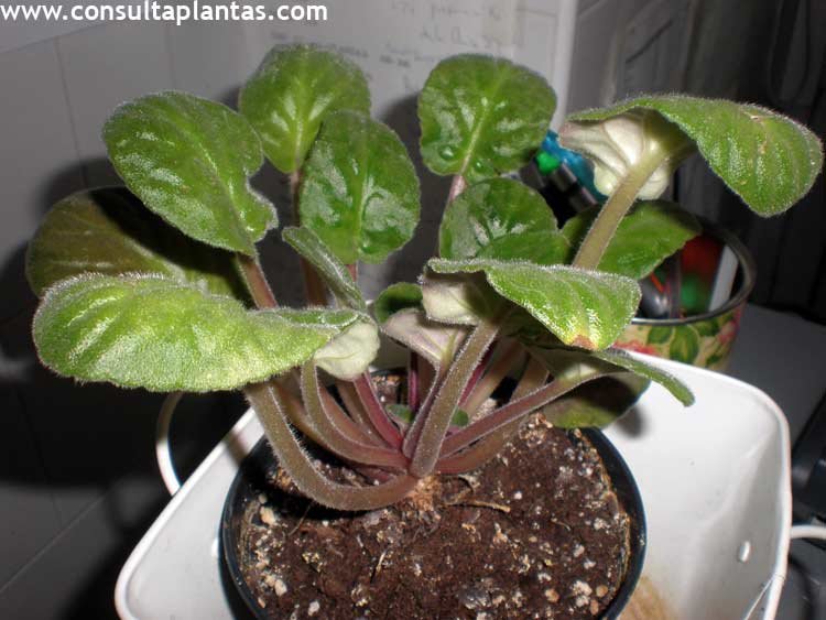 Saintpaulia ionantha or African violet | Care and Growing