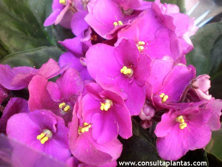 Saintpaulia ionantha o Violeta africana | Cuidados