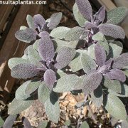 Salvia officinalis purpurea