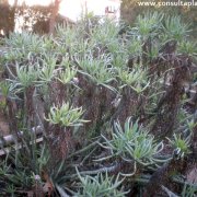 Senecio barbertonicus cv Kilimanjaro