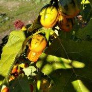 Solanum melongena Turkish Orange