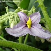 Solanum vespertillo