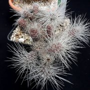 Tephrocactus weberi