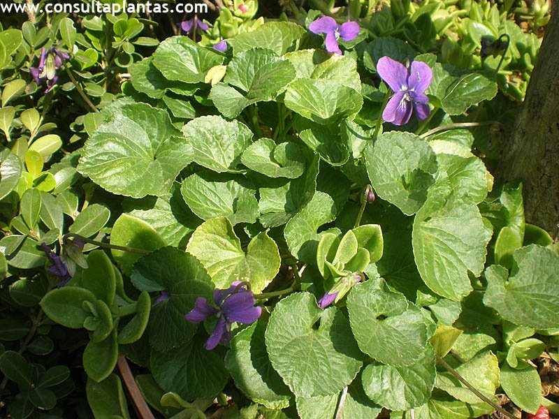 Viola odorata or Common violet | Care and Growing